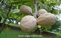 BAHIA SUNSAPOTE